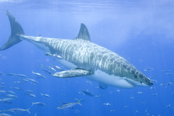 Great White Shark Pictures - many images of great white sharks.